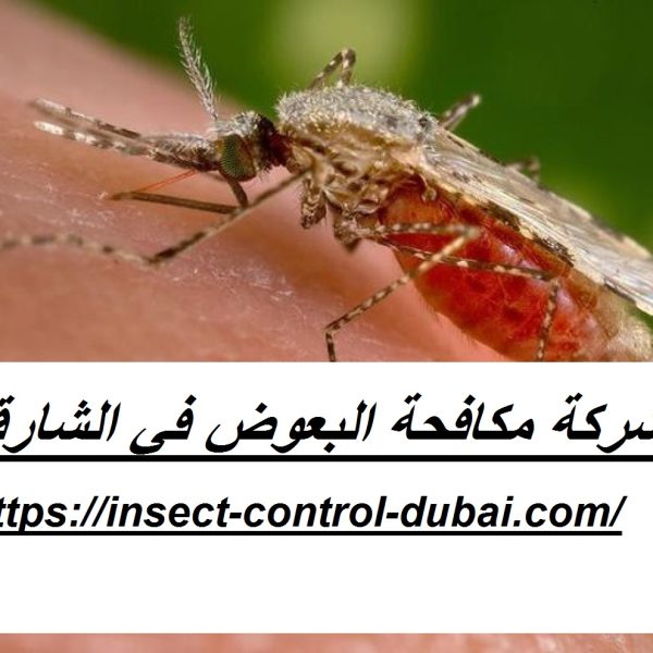 شركة مكافحة البعوض في الشارقة