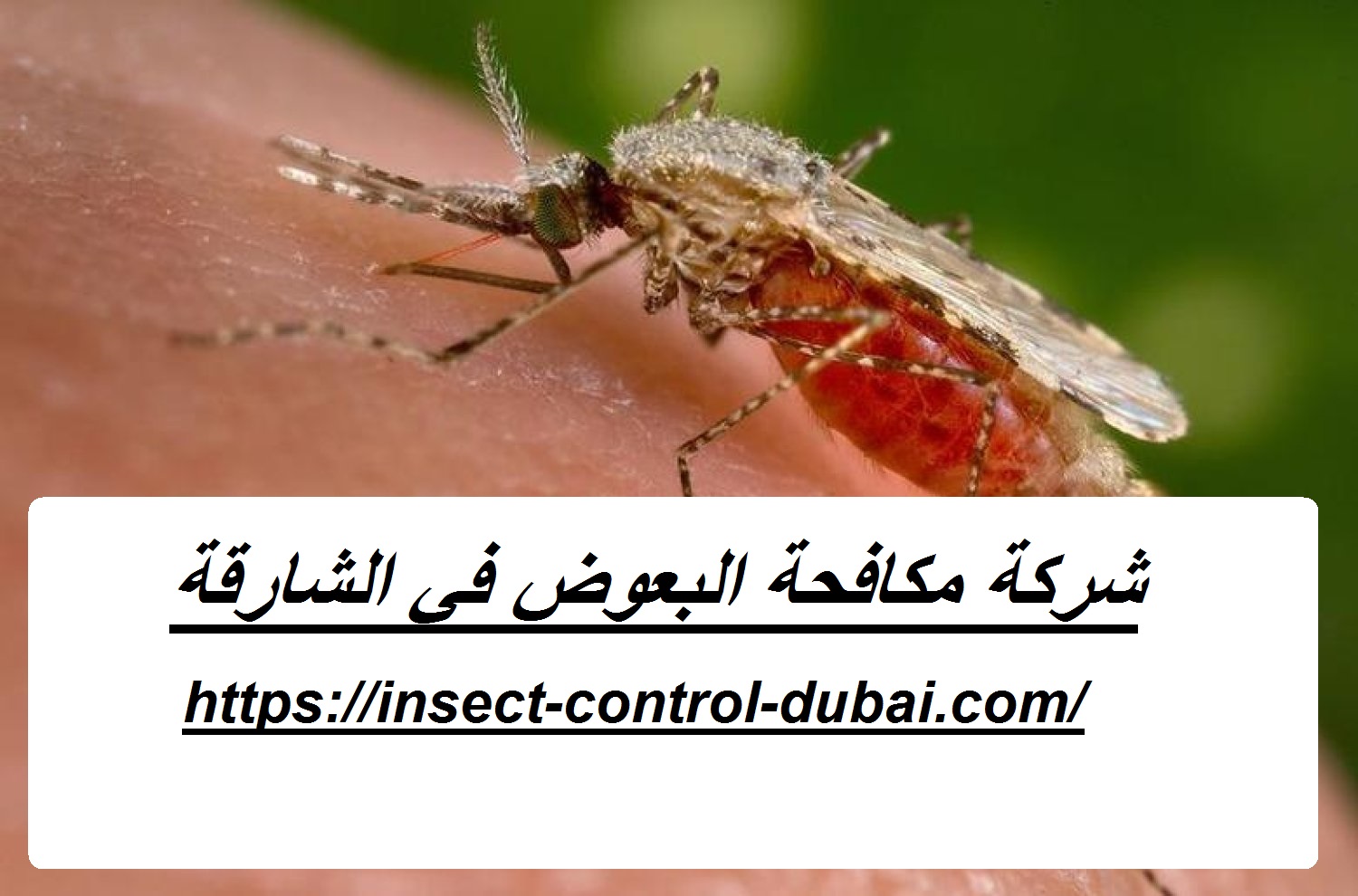 شركة مكافحة البعوض في الشارقة