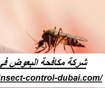 شركة مكافحة البعوض في دبي