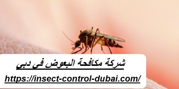 شركة مكافحة البعوض في دبي