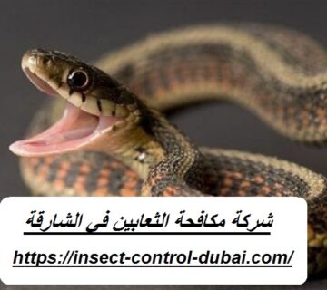 شركة مكافحة الثعابين في الشارقة