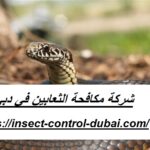 شركة مكافحة الثعابين في دبي