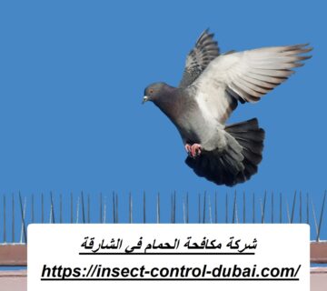 شركة مكافحة الحمام في الشارقة