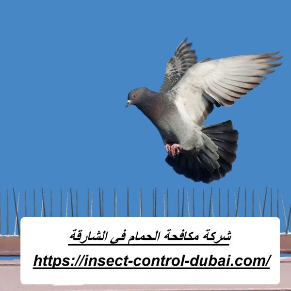 شركة مكافحة الحمام في الشارقة