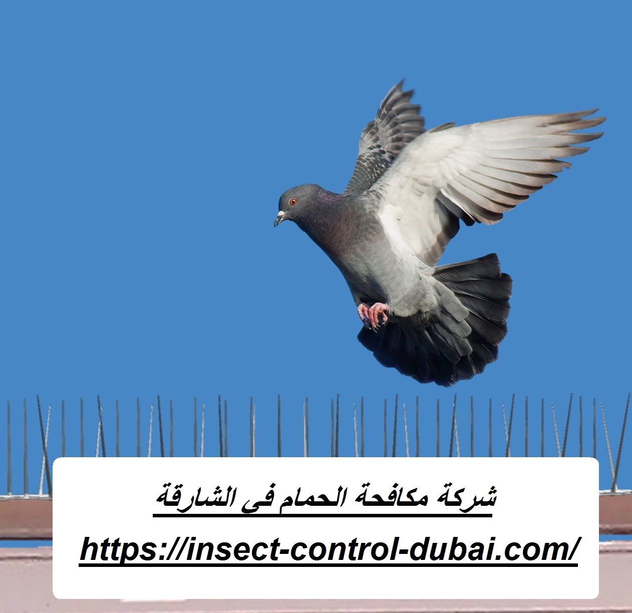 شركة مكافحة الحمام في الشارقة