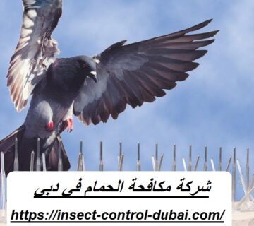شركة مكافحة الحمام في دبي