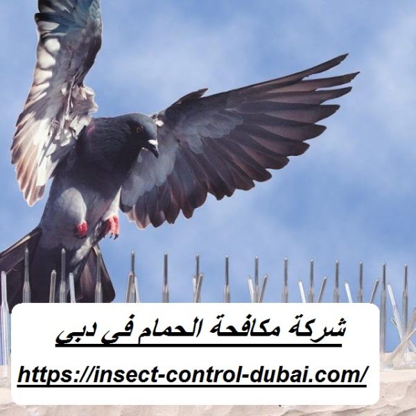 شركة مكافحة الحمام في دبي