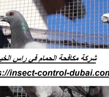 شركة مكافحة الحمام في راس الخيمة