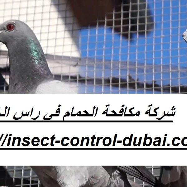 شركة مكافحة الحمام في راس الخيمة