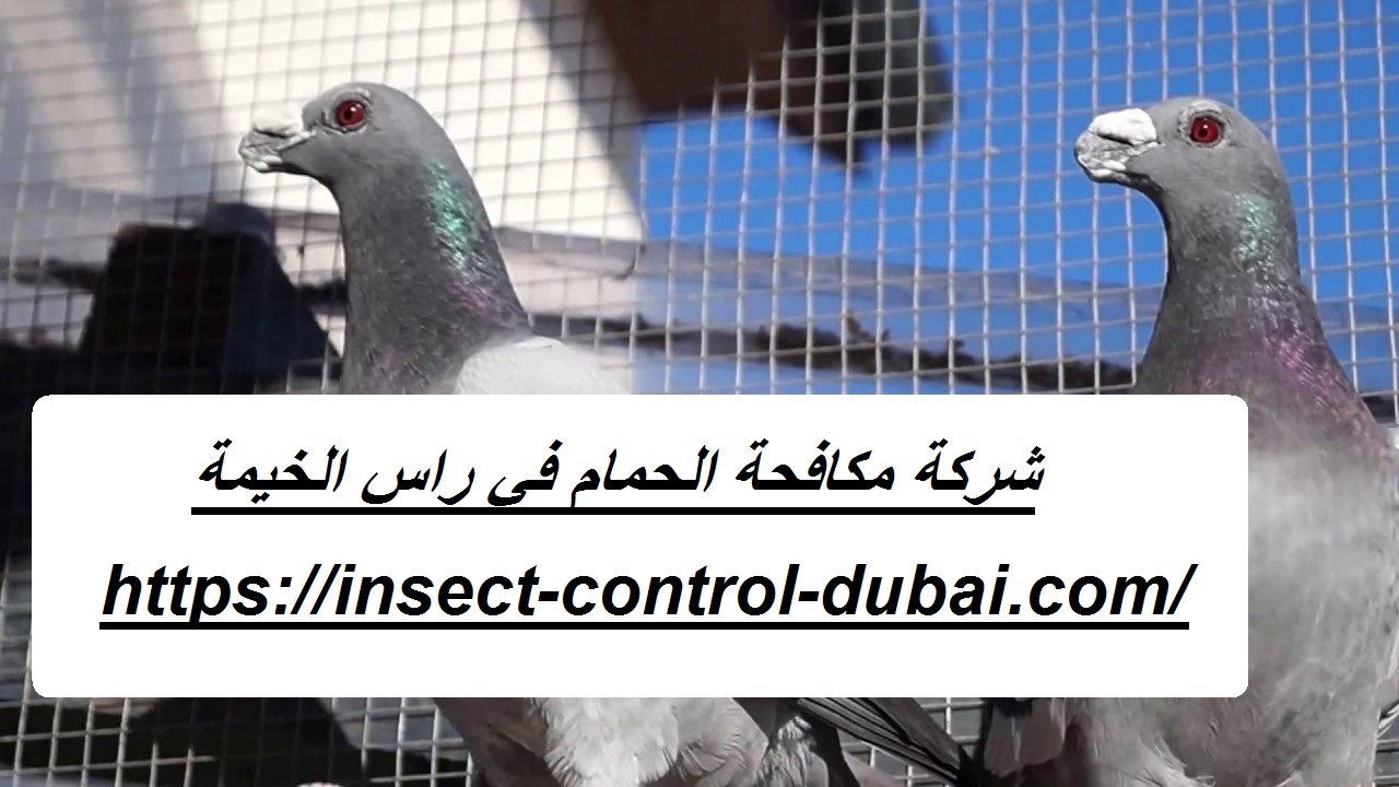 شركة مكافحة الحمام في راس الخيمة