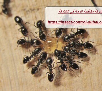 شركة مكافحة الرمة في الشارقة