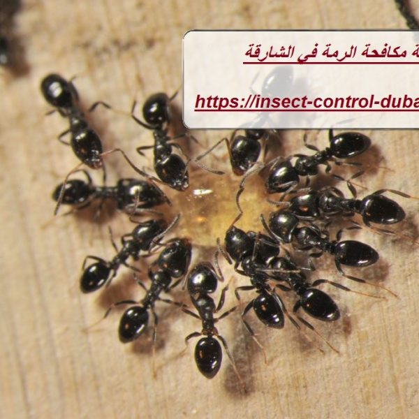 شركة مكافحة الرمة في الشارقة