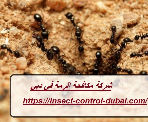 شركة مكافحة الرمة في دبي