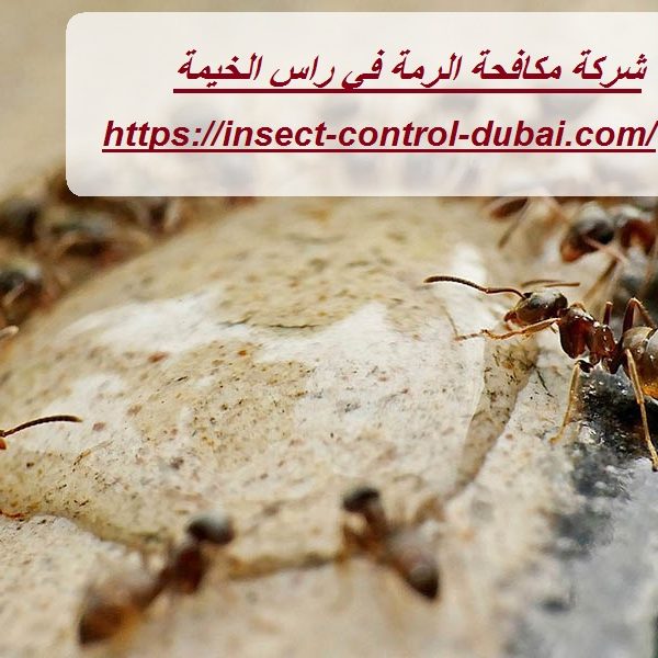 شركة مكافحة الرمة في راس الخيمة