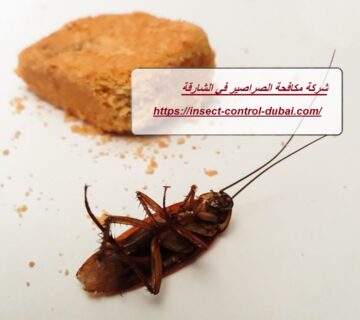 شركة مكافحة الصراصير في الشارقة