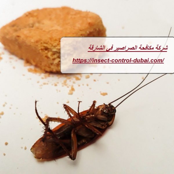 شركة مكافحة الصراصير في الشارقة