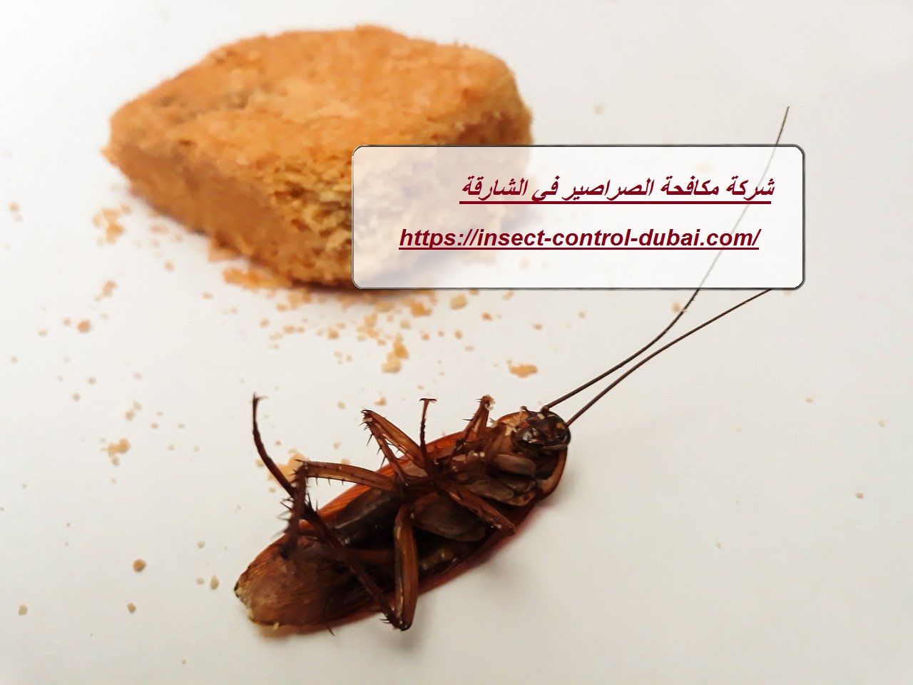 شركة مكافحة الصراصير في الشارقة