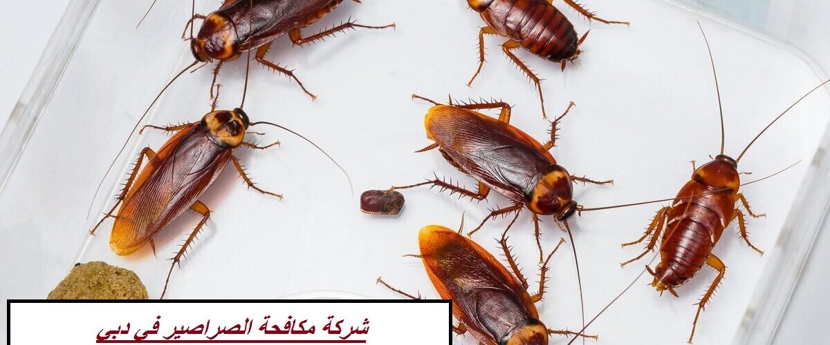 شركة مكافحة الصراصير في دبي