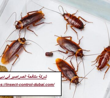 شركة مكافحة الصراصير في دبي