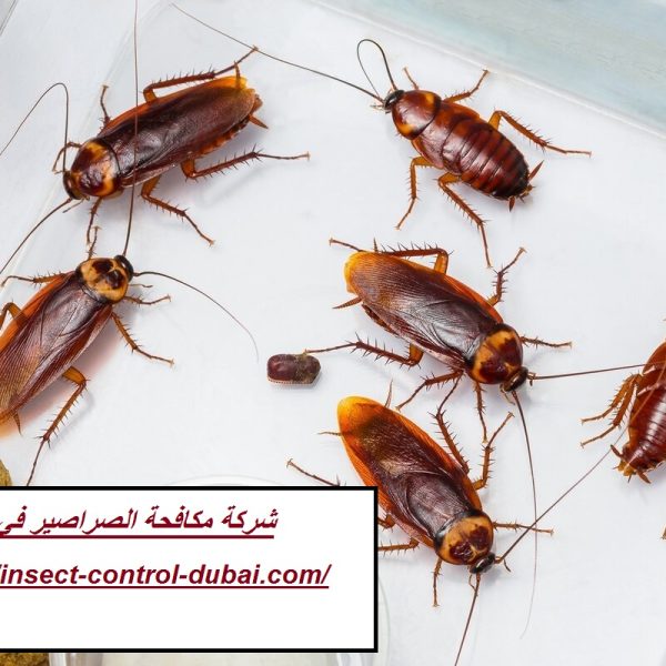 شركة مكافحة الصراصير في دبي