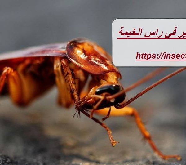 شركة مكافحة الصراصير في راس الخيمة