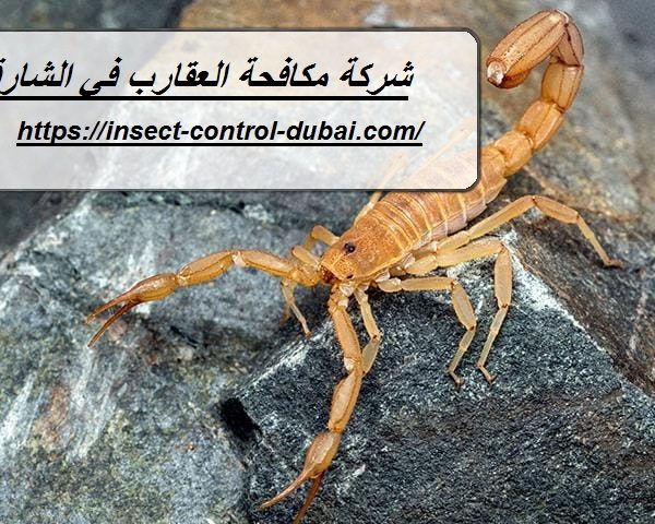 شركة مكافحة العقارب في الشارقة
