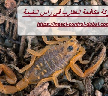 شركة مكافحة العقارب في راس الخيمة