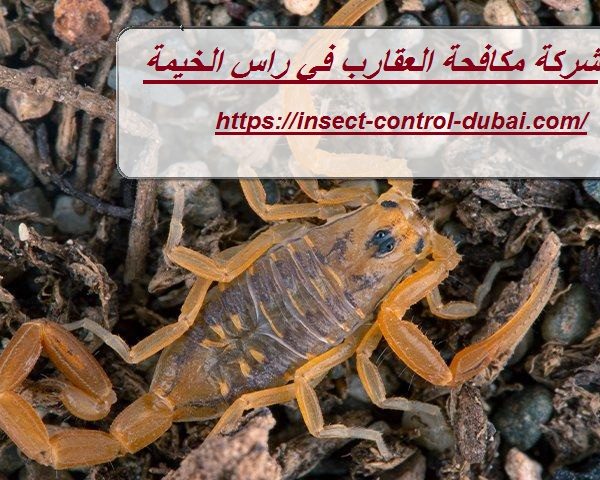 شركة مكافحة العقارب في راس الخيمة