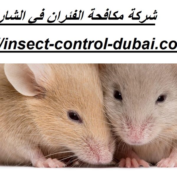 شركة مكافحة الفئران في الشارقة