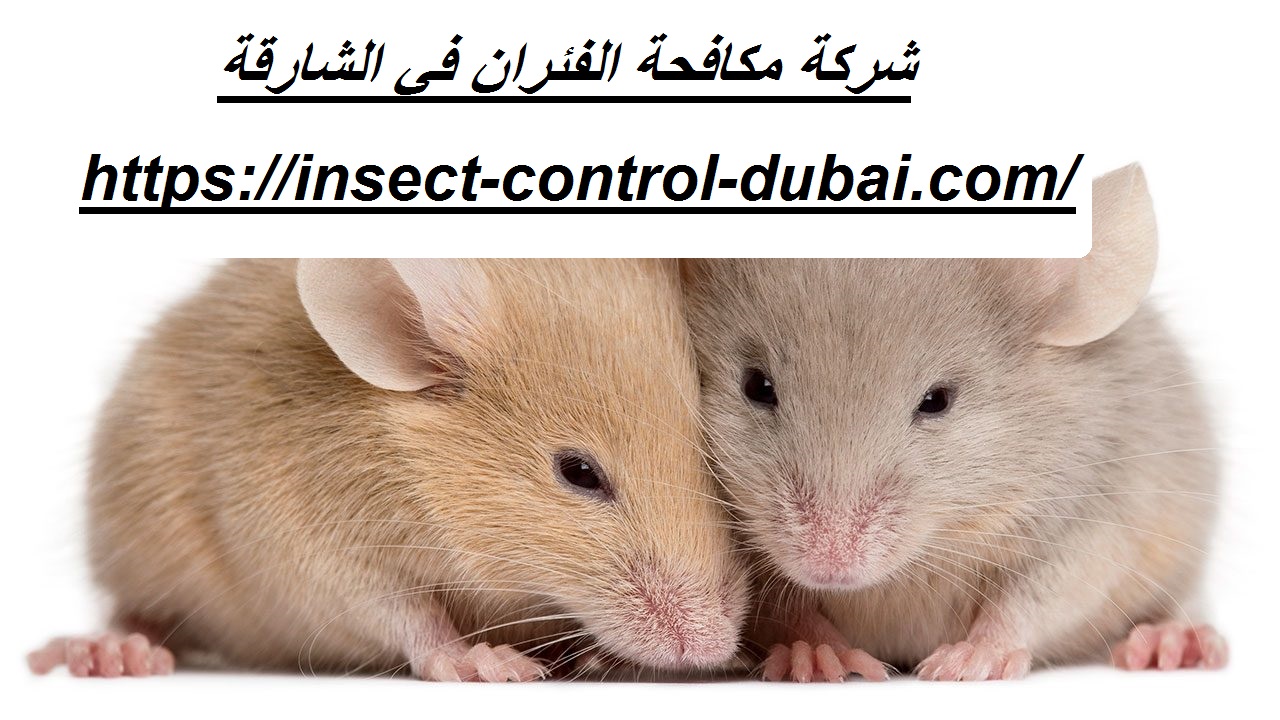 شركة مكافحة الفئران في الشارقة