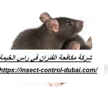 شركة مكافحة الفئران في راس الخيمة