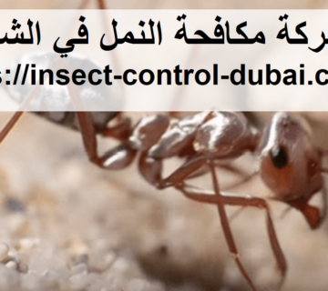 شركة مكافحة النمل في الشارقة