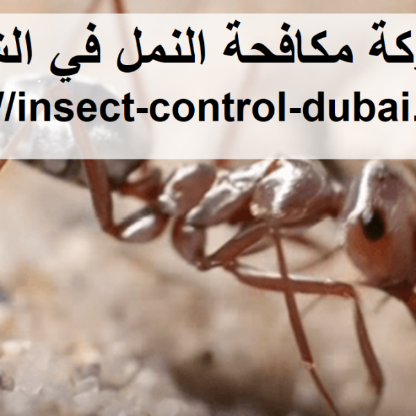 شركة مكافحة النمل في الشارقة