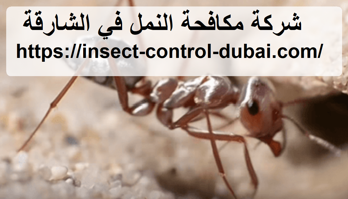شركة مكافحة النمل في الشارقة