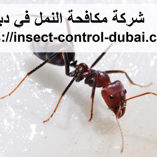 شركة مكافحة النمل في دبي