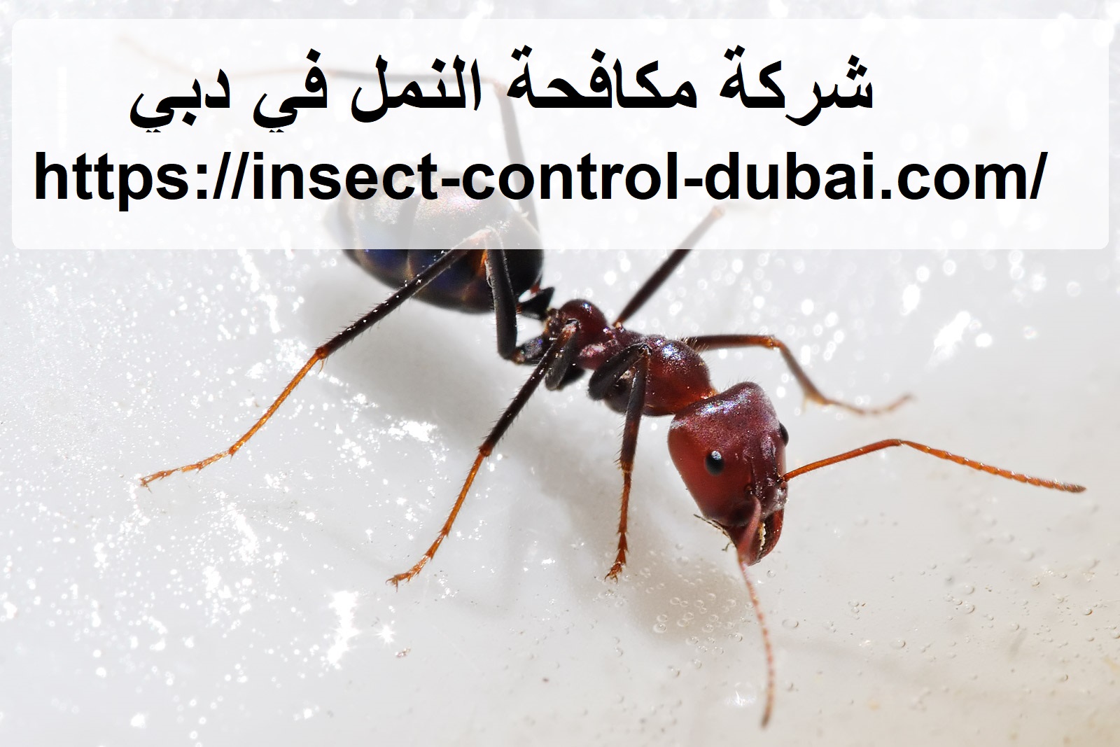 شركة مكافحة النمل في دبي