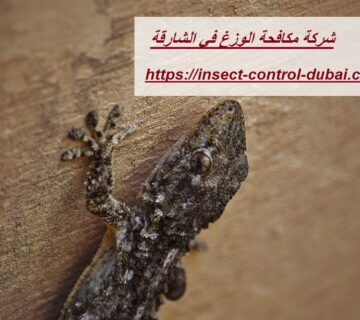 شركة مكافحة الوزغ في الشارقة