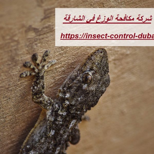 شركة مكافحة الوزغ في الشارقة