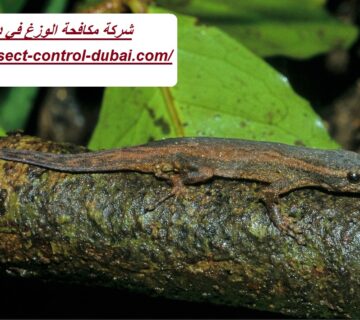 شركة مكافحة الوزغ في دبي
