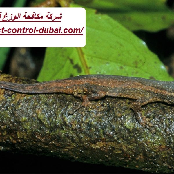 شركة مكافحة الوزغ في دبي