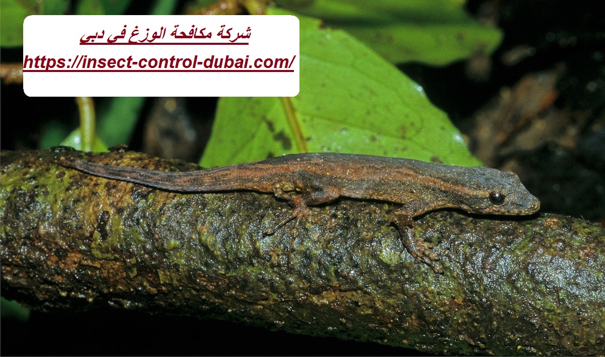 شركة مكافحة الوزغ في دبي