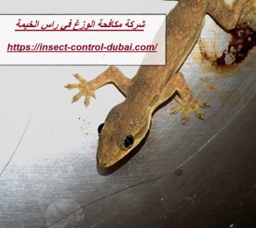 شركة مكافحة الوزغ في راس الخيمة