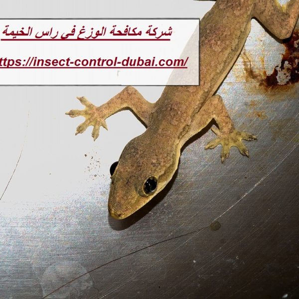 شركة مكافحة الوزغ في راس الخيمة