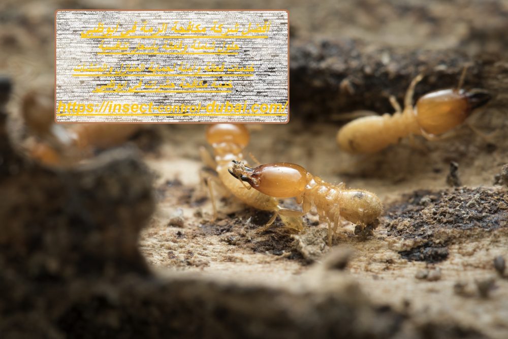 أفضل شركة مكافحة الرمة في أبوظبي