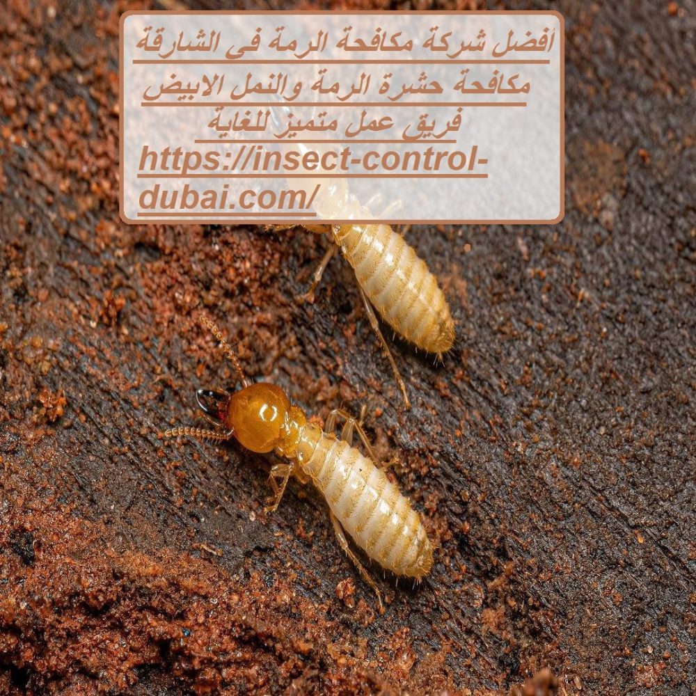 أفضل شركة مكافحة الرمة في الشارقة