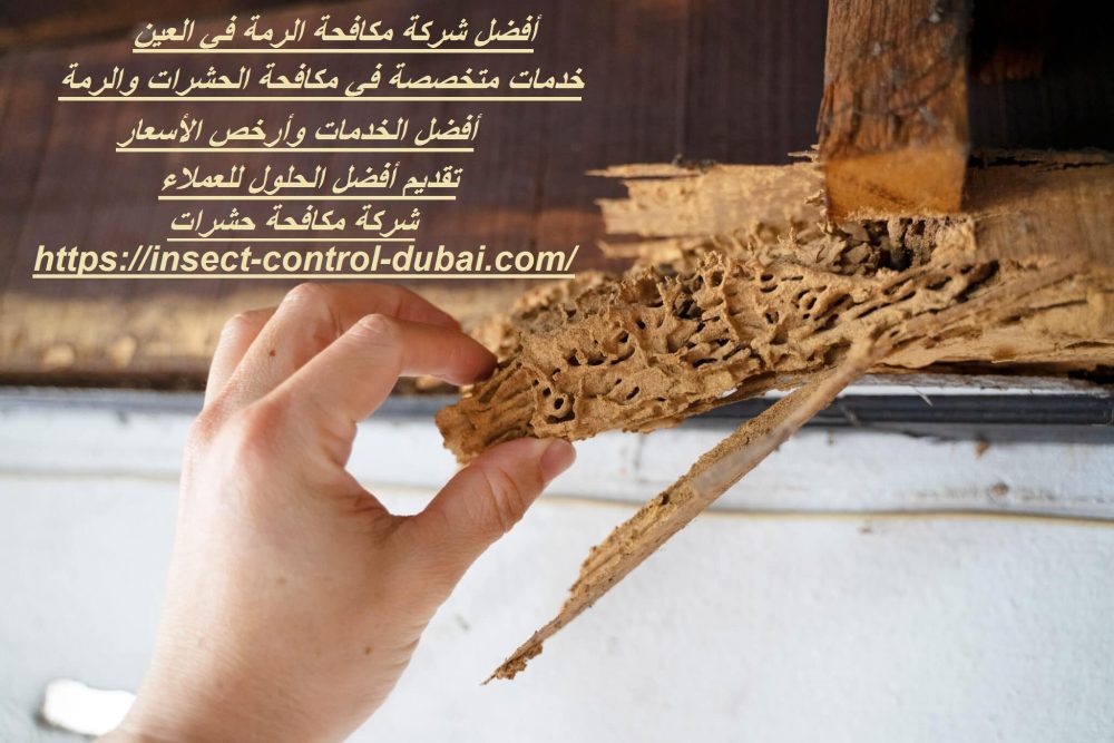 أفضل شركة مكافحة الرمة في العين