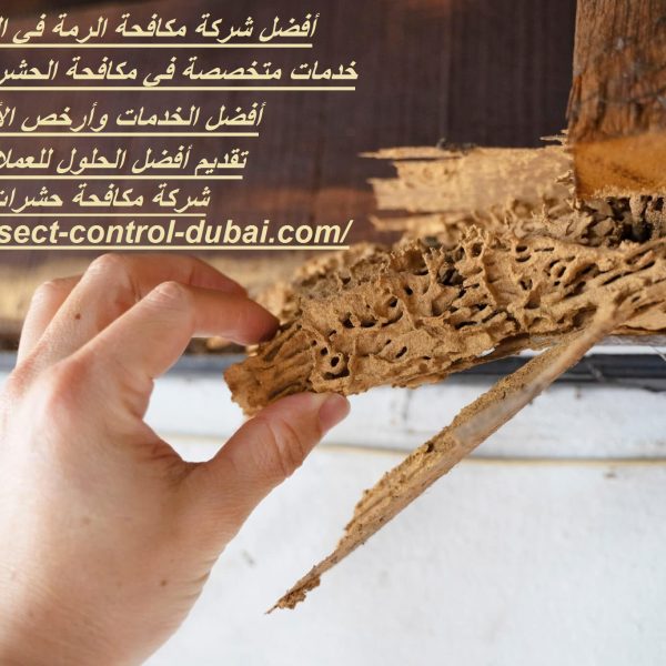 أفضل شركة مكافحة الرمة في العين