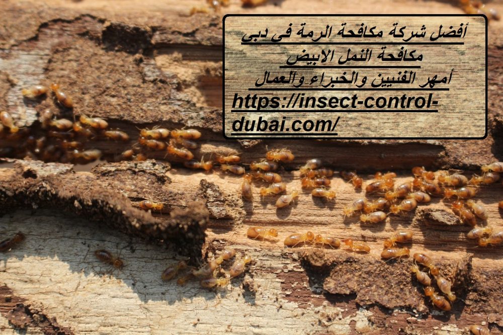 أفضل شركة مكافحة الرمة في دبي