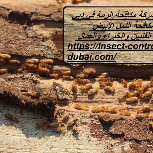 أفضل شركة مكافحة الرمة في دبي