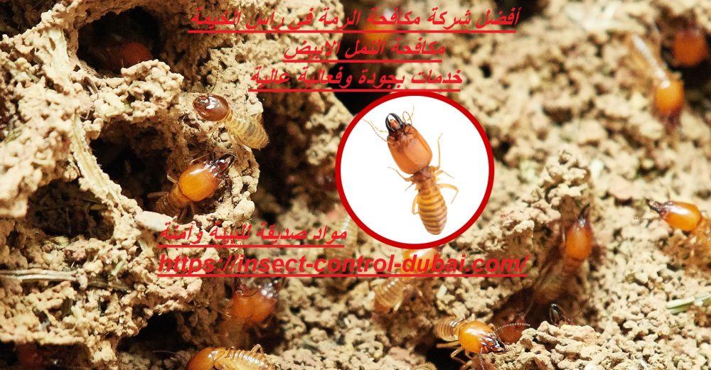أفضل شركة مكافحة الرمة في رأس الخيمة